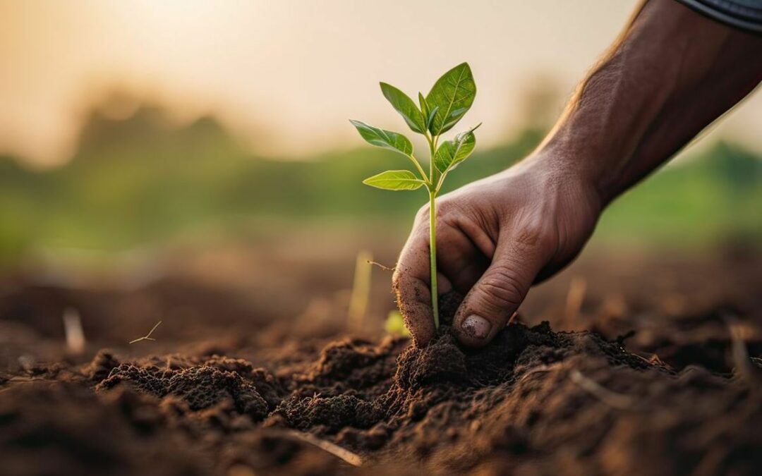 Produzione riso sostenibile: i vantaggi per l’ambiente e il consumatore